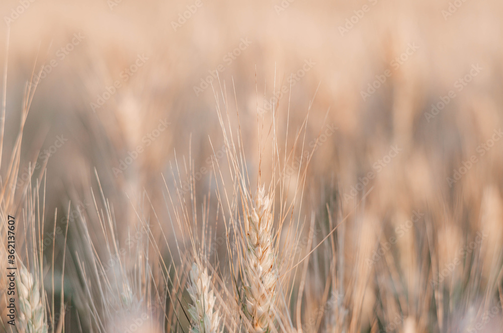 Fototapeta premium yellow wheat field with beautiful spikelets