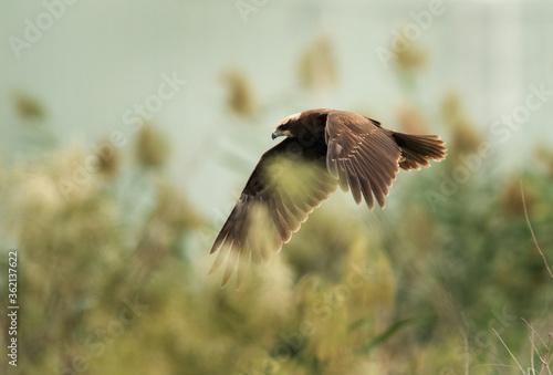 Marsh harrier in flight, Bahrain © Dr Ajay Kumar Singh