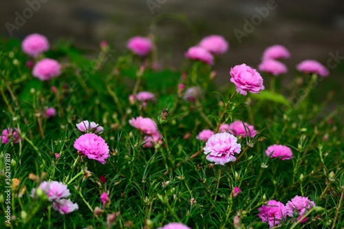 Purslane or Moss rose flowers with natural blurred background.