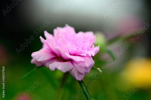 Purslane or Moss rose flower with natural blurred background.