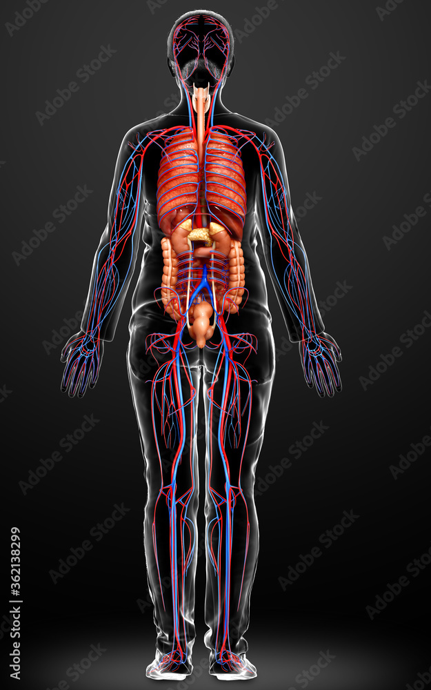 3d rendered medically accurate illustration of the female circulatory system and internal organs 3d rendered medically accurate illustration of the female circulatory system and internal organs