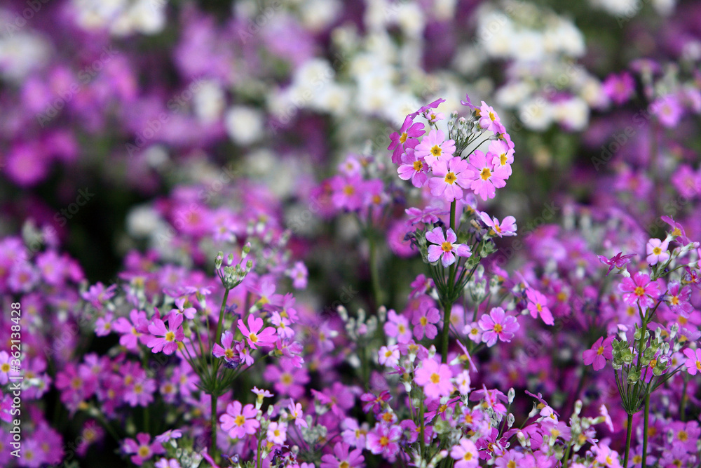 purple flowers in the field