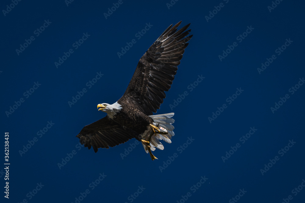 Obraz premium bald eagle flying with a fish