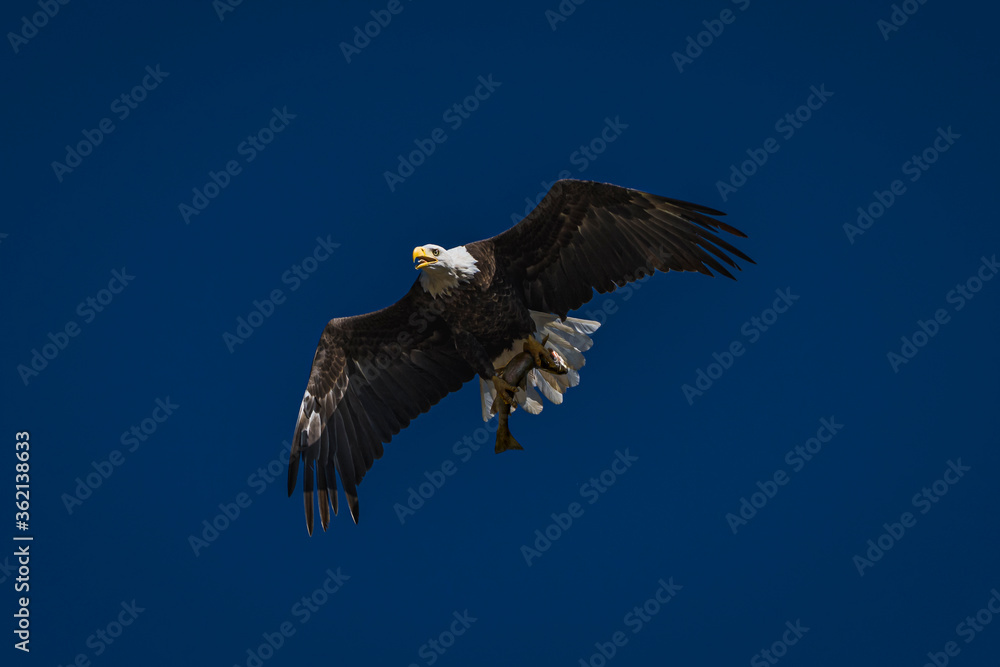 Obraz premium Bald Eagle catching fish