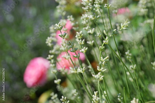 White lavender in the summer garden