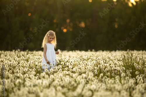 A little girl with blond hair in a white dress is picking flowers in a huge endless field of white fluffy dandelions. The sun is setting behind the forest. Image with selective focus.