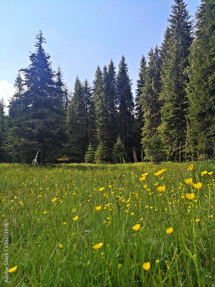 Mountain landscape in the summer - Green forest during summer