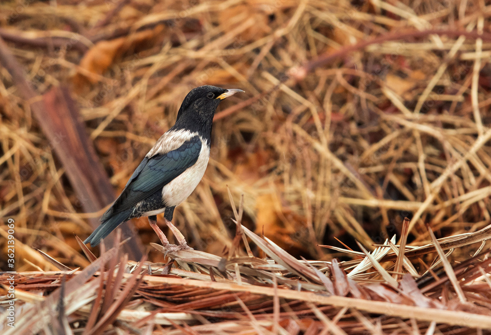 Fototapeta premium Rosy Starling perched on dry leaves, Bahrain
