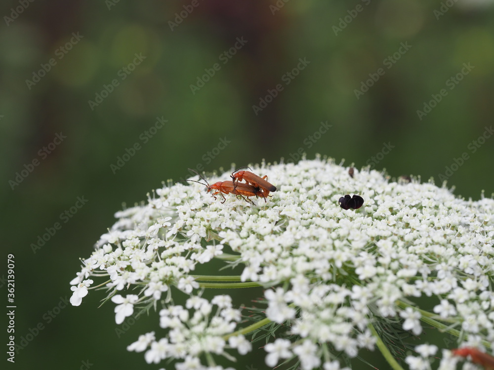 Rote Weichkäfer (Rhagonycha fulva) paaren sich auf gemeiner Schafgarbe (Achillea millefolium) Rote Weichkäfer (Rhagonycha fulva) paaren sich auf gemeiner Schafgarbe (Achillea millefolium)