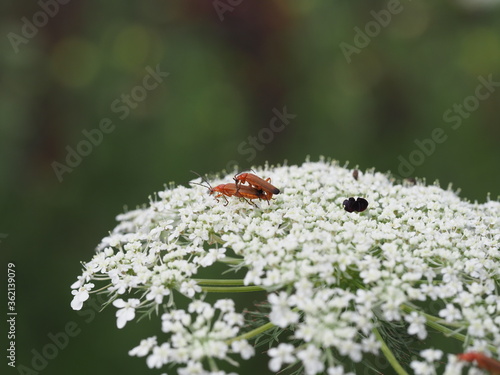 Rote Weichkäfer (Rhagonycha fulva) paaren sich auf gemeiner Schafgarbe (Achillea millefolium)