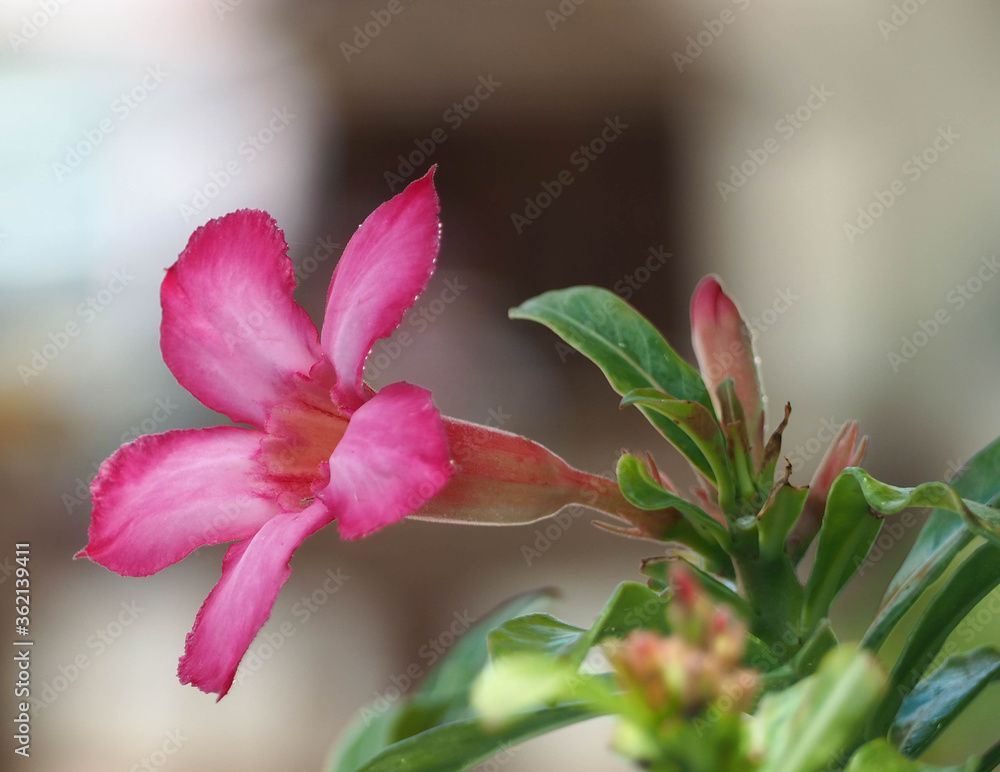 Pink adenium (Adenium obesum, Nerium obesum forssk, apocynaceae, Impala lily adenium, pink bigonnia) flower with blurred green leaves and background. Pink adenium (Adenium obesum, Nerium obesum forssk, apocynaceae, Impala lily adenium, pink bigonnia) flower with blurred green leaves and background.