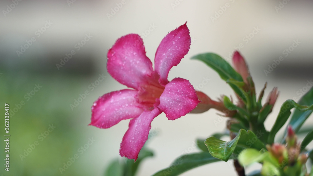 Pink adenium (Adenium obesum, Nerium obesum forssk, apocynaceae, Impala lily adenium, pink bigonnia) flower with blurred green leaves and background. Pink adenium (Adenium obesum, Nerium obesum forssk, apocynaceae, Impala lily adenium, pink bigonnia) flower with blurred green leaves and background.