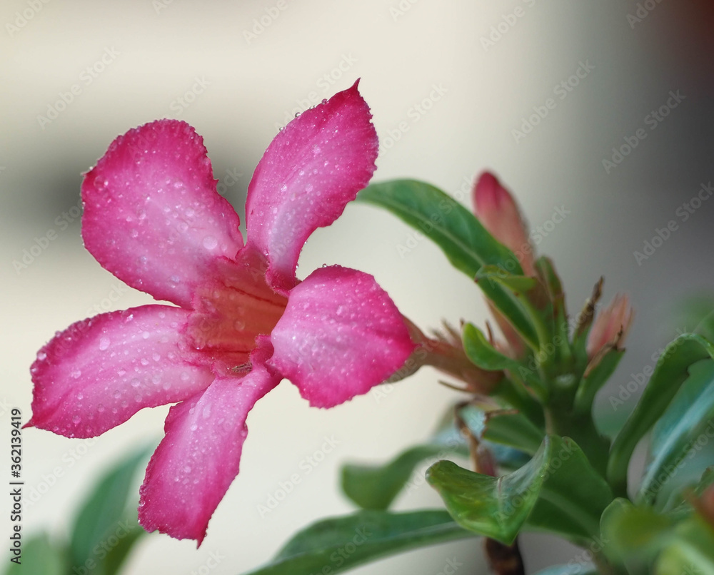 Pink adenium (Adenium obesum, Nerium obesum forssk, apocynaceae, Impala lily adenium, pink bigonnia) flower with blurred green leaves and background. Pink adenium (Adenium obesum, Nerium obesum forssk, apocynaceae, Impala lily adenium, pink bigonnia) flower with blurred green leaves and background.