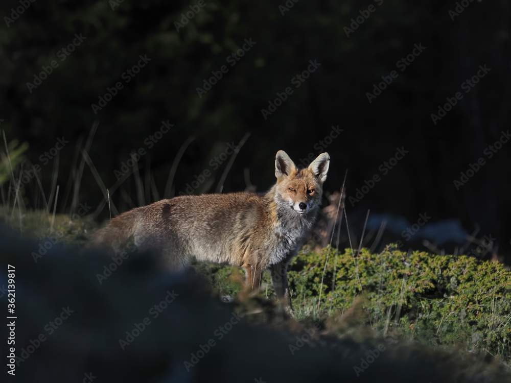 Red Fox (Vulpes vulpes) in the forest with spot lighting, looking at camera Red Fox (Vulpes vulpes) in the forest with spot lighting, looking at camera