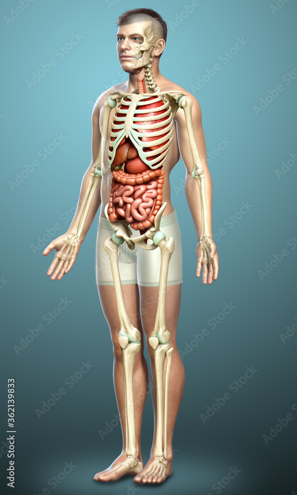 3d rendered medically accurate illustration of male Internal organs and skeleton system 3d rendered medically accurate illustration of male Internal organs and skeleton system