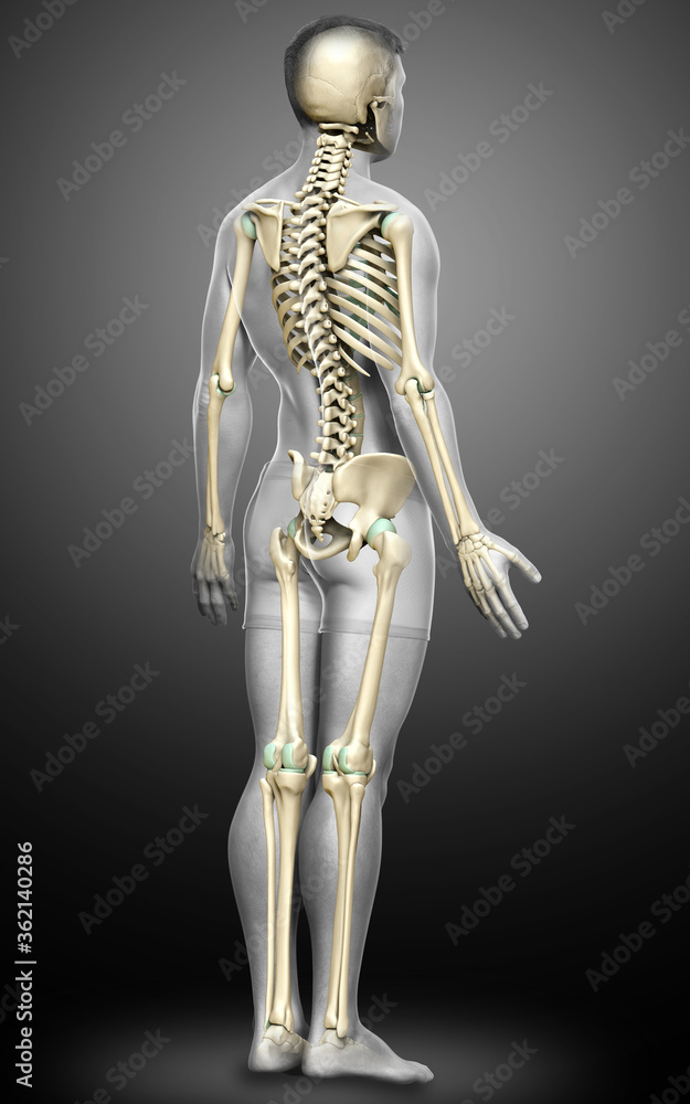 3d rendered, medically accurate illustration of a male skeleton system 3d rendered, medically accurate illustration of a male skeleton system