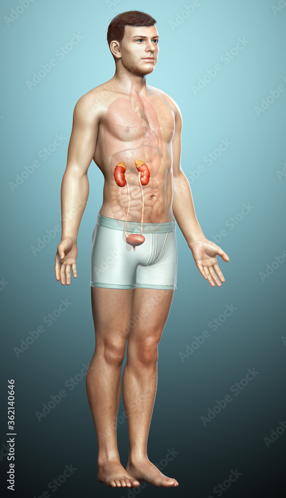 3d rendered, medically accurate illustration of the kidneys 3d rendered, medically accurate illustration of the kidneys
