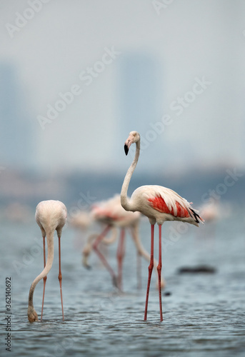 Greater Flamingos at Aker creek, Bahrain
