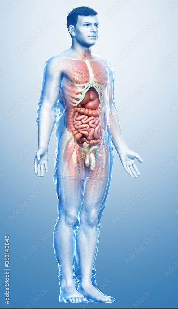 3d rendered medically accurate of the male anatomy 3d rendered medically accurate of the male anatomy