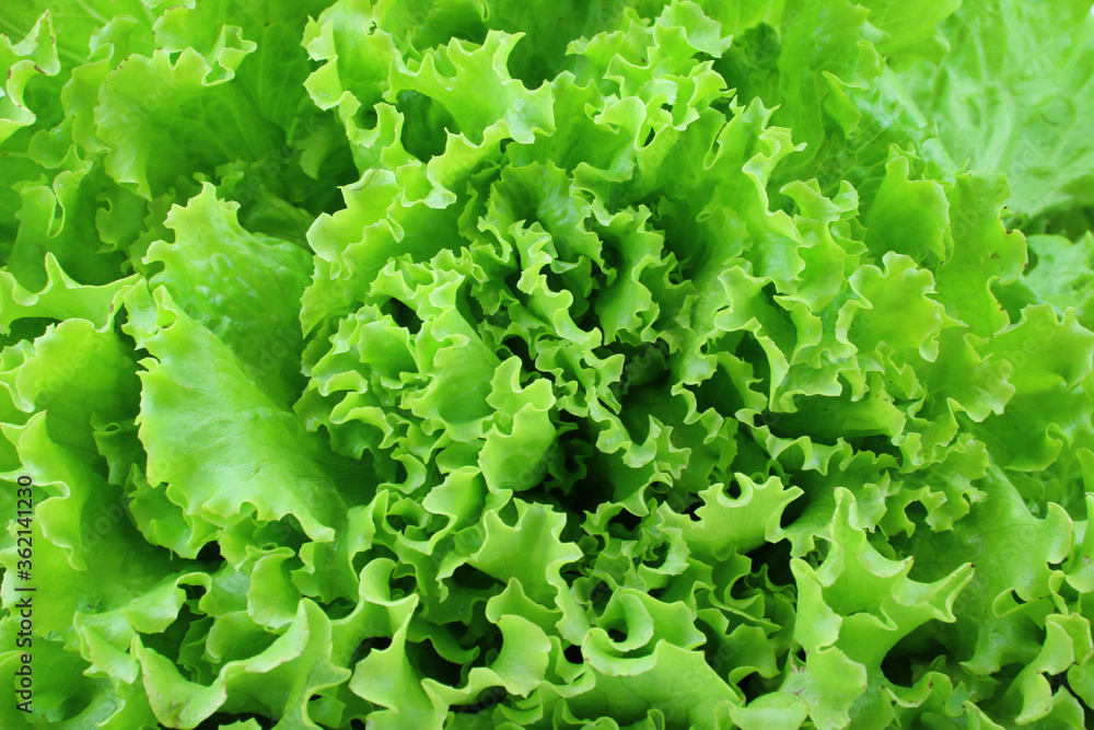 texture of green gentilina salad texture of green gentilina salad