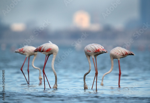 Greater Flamingos feeding  Bahrain