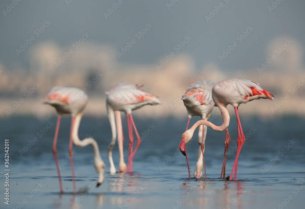 Greater Flamingos feeding, Bahrain