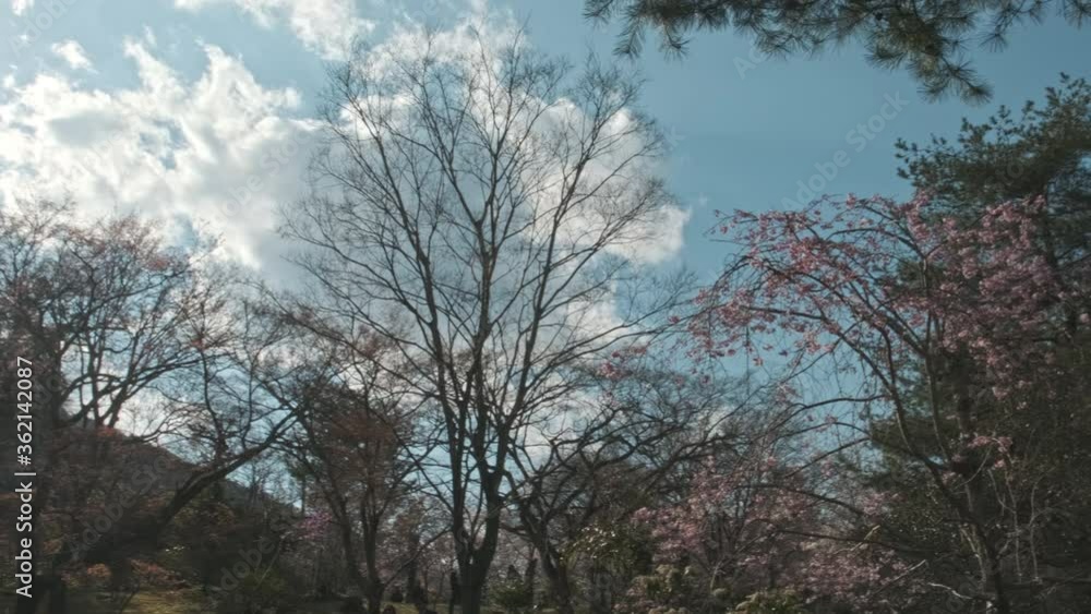 Beautiful pan of trees in the park in backlight. Spring time in Japan, sun rays through tops of trees, sun shines through foliage. POV view. Beautiful pan of trees in the park in backlight. Spring time in Japan, sun rays through tops of trees, sun shines through foliage. POV view.