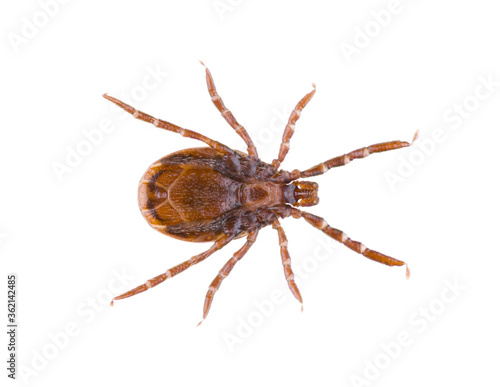 Ixodes ricinus, the castor bean tick, is a chiefly European species of hard-bodied tick, isolated on white background. Ventral view of close up isolated ixodes tick.