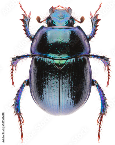 Obraz na płótnie Anoplotrupes stercorosus dor beetle, is a species of earth-boring dung beetle belonging to subfamily Geotrupinae