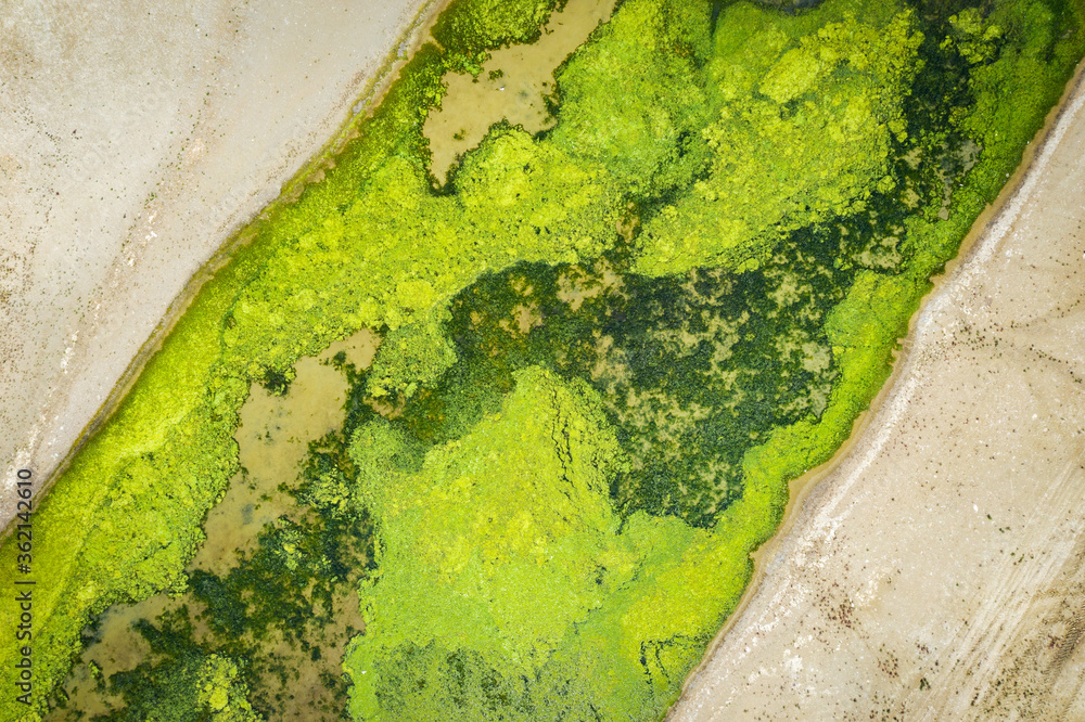 aerial view to green gras in swamp between swamp shore