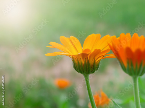 Orange flowers in the garden on a sunny summer day