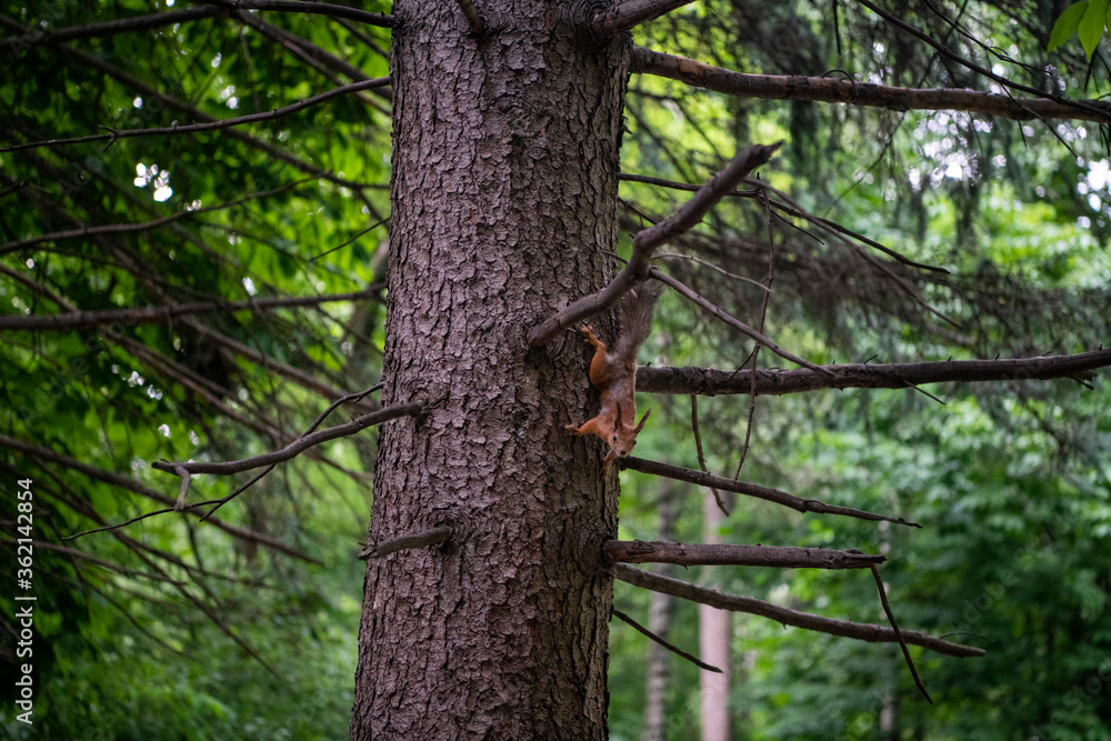 red squirrel goes down the tree to the feeder red squirrel goes down the tree to the feeder