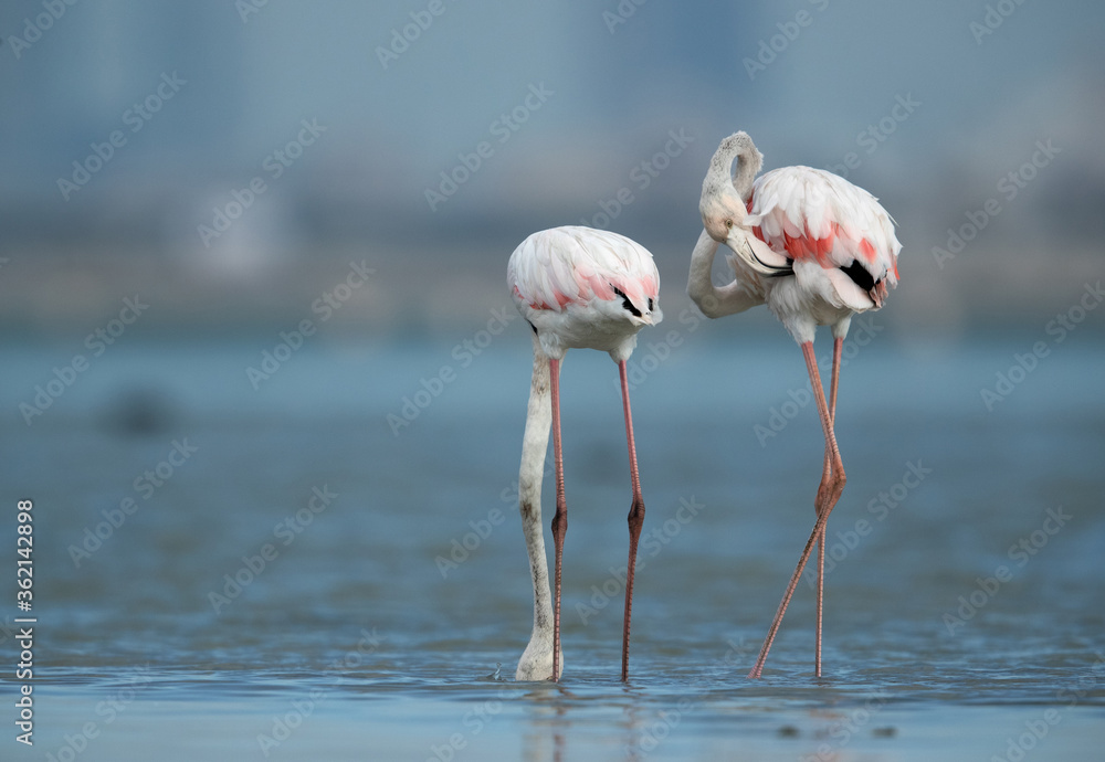 Greater Flamingos feeding and preening, Bahrain