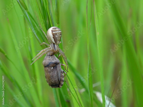 Xysticus ulmi  the swamp crab spider with victim on the green grass.