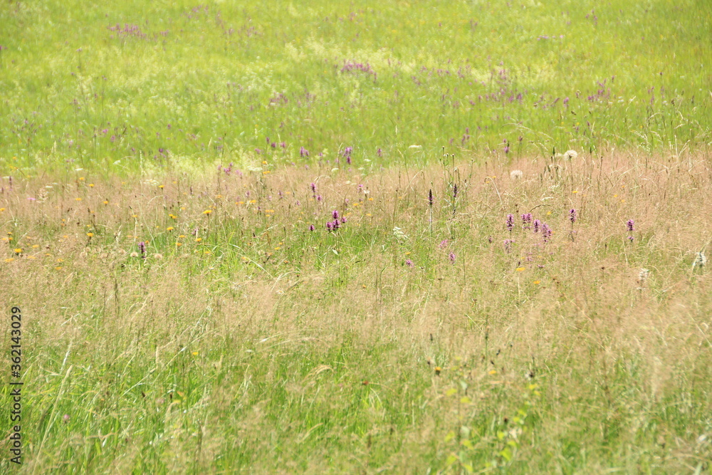 Blumenwiese