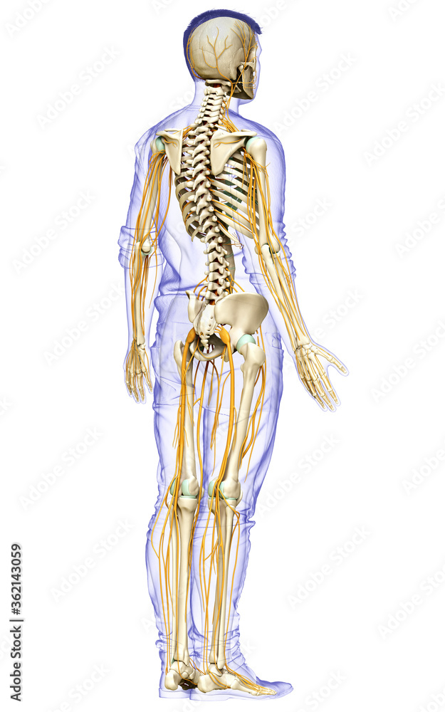 3d rendered medically accurate illustration of the nervous system and skeleton system 3d rendered medically accurate illustration of the nervous system and skeleton system