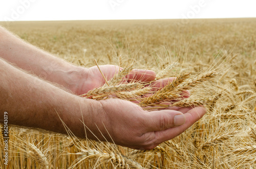 Male hands and ripe wheat stems against field. Summer time for wheat harvestin photo