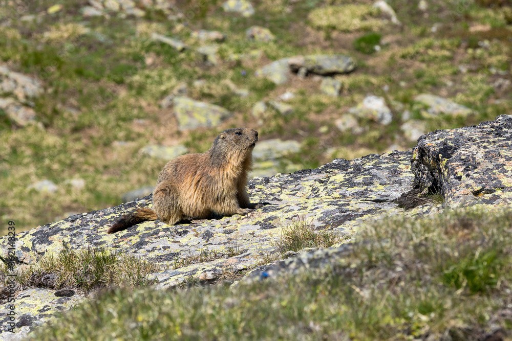 marmot sitting on a rock watching the surroundings, French Alps marmot sitting on a rock watching the surroundings, French Alps