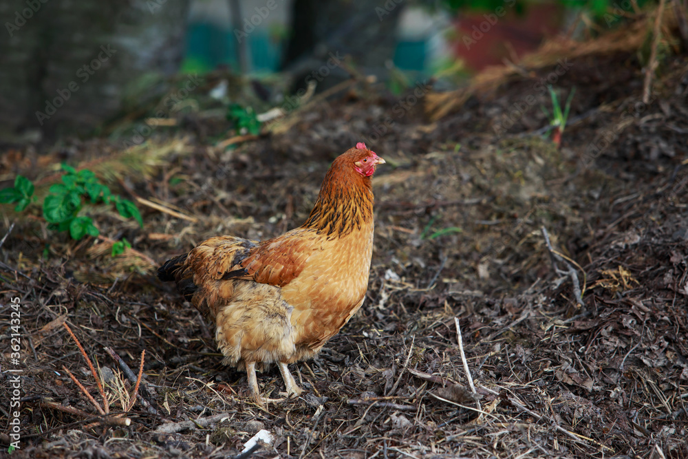 Fototapeta premium chicken walks on the street