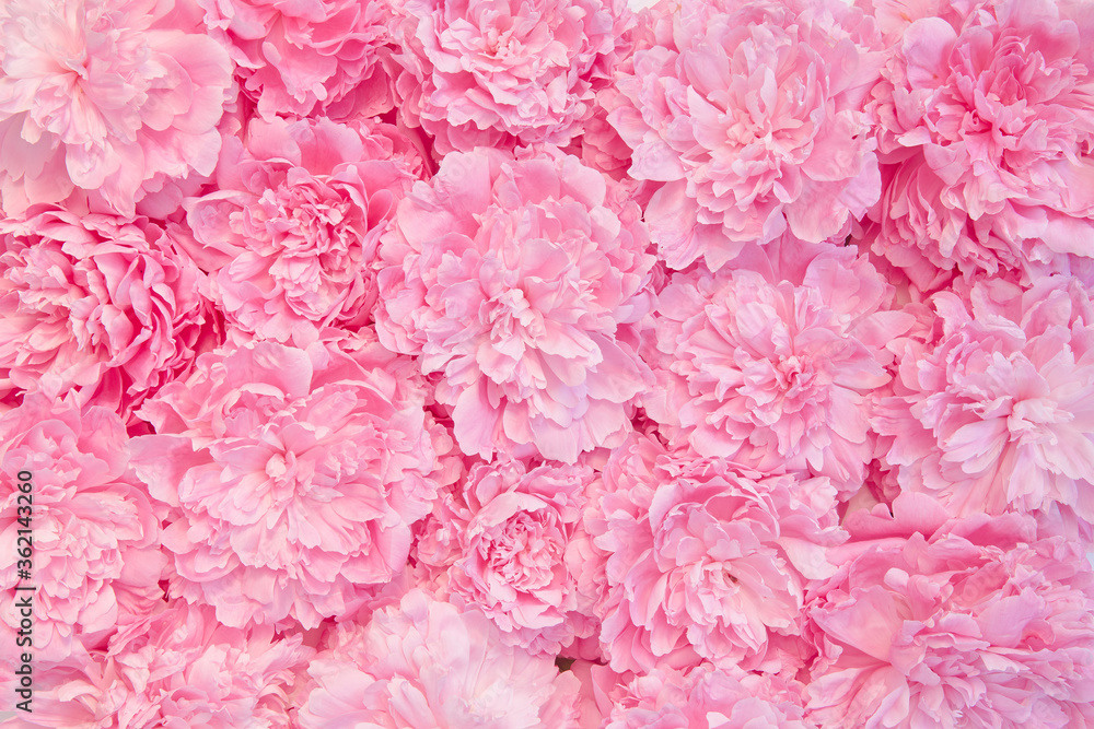 floral postcard or background of pink peonies