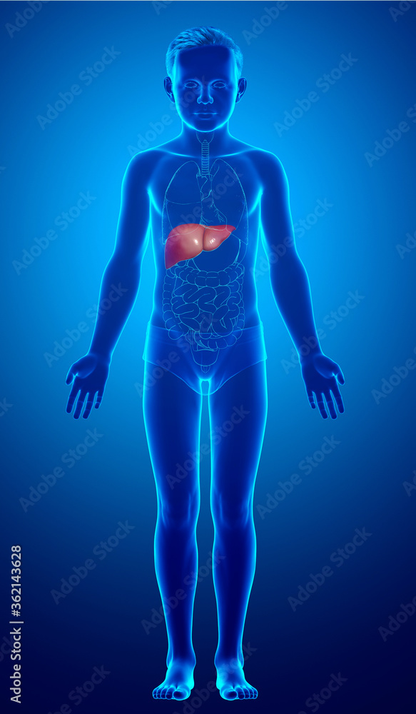 3d rendered, medically accurate illustration of young boy Liver Anatomy 3d rendered, medically accurate illustration of young boy Liver Anatomy