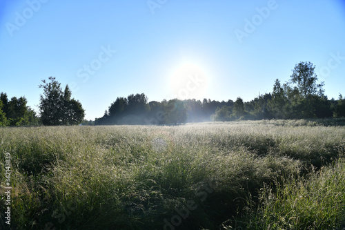 forest landscape on a summer early morning