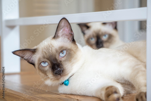 Siamese cats relaxing at home. © Viewvie