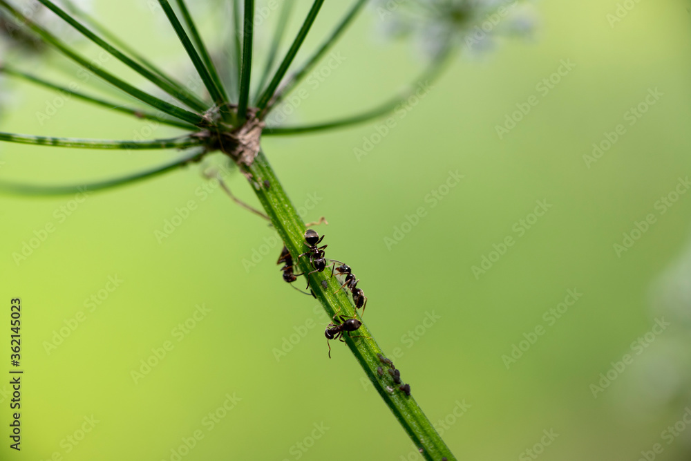 macro photo of insects on a green background in vivo macro photo of insects on a green background in vivo