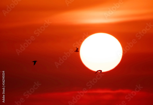 Black-headed gulls flying and the beautiful sun, Bahrain