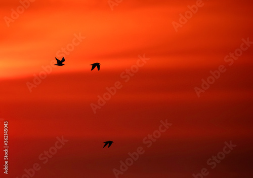 Black-headed gulls flying at Asker coast during sunrise, Bahrain