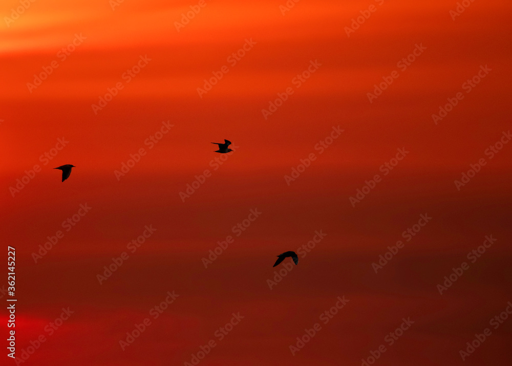 Black-headed gulls flying in the reddish hue at Asker coast, Bahrain