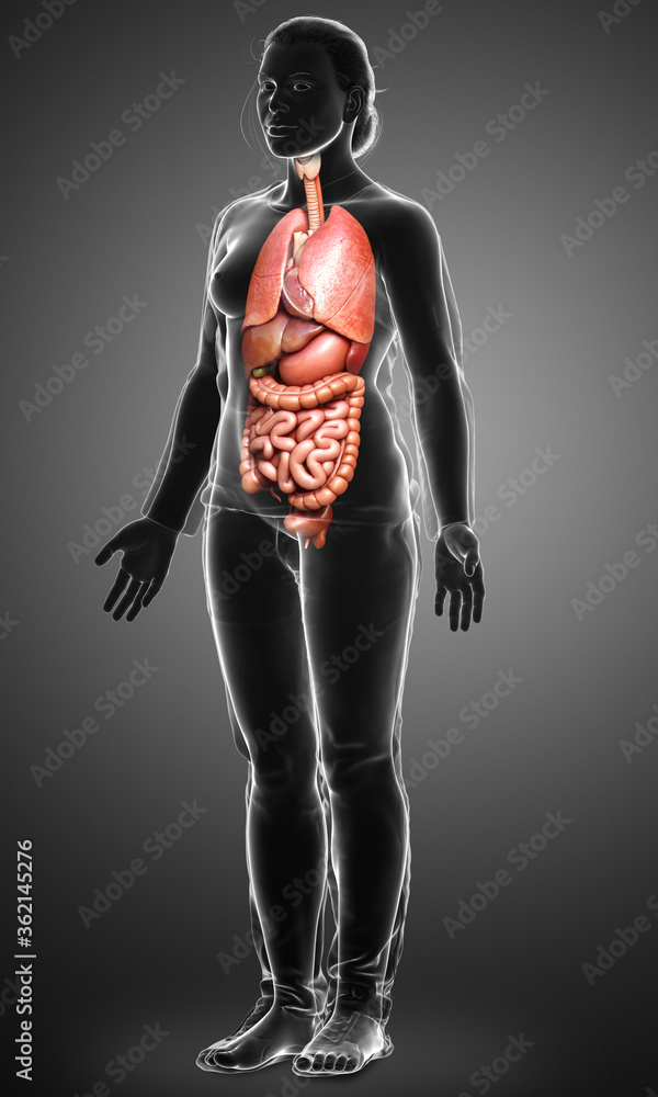 3d rendered medically accurate illustration of female Internal organs 3d rendered medically accurate illustration of female Internal organs