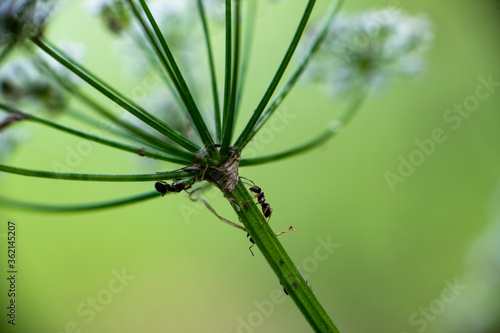 macro photo of insects on a green background in vivo