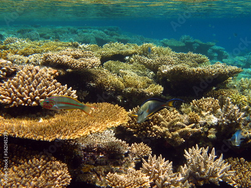 Beautiful coral reefs of the Red Sea.